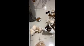 Greedy 'attacked' by 4 much smaller dogs protecting their food bowl