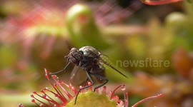 Round-leaved Sundew Catches Fies