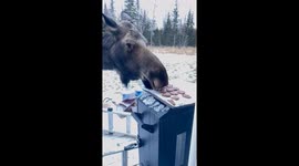 Moose Steals Freshly Baked Cookies