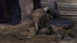 Baby elephant takes its first steps at Oregon Zoo