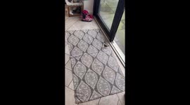 Wild robin proves intelligence, forms unlikely bond with human friend