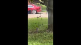 Squirrel Jumps For Rope Ladder Swing