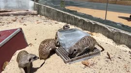 Meerkats cool off by licking and eating on ice block