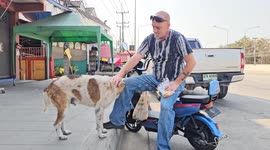 American tourist helps and adopts stray dog hiding from fireworks in convenience store