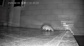 Homeowner installs camera to catch meat thief and is shocked find out culprit is a WEASEL