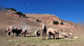 US: Curious Bighorn Sheep Knock Over Camera