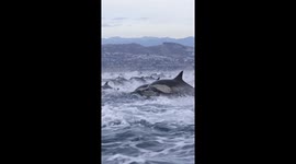 Thousands Of Dolphins Stampede