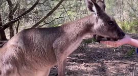 Australian researchers produce first kangaroo embryos through IVF