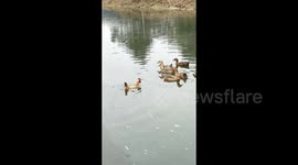 Chicken attempts to fit in with flock of ducks by swimming like them