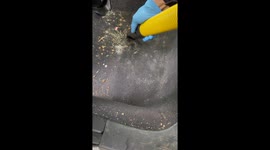 Car detailing pro transforms a filthy interior into a spotless masterpiece