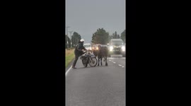 Cow has beef with driver as it squares up to passing vehicles in New Zealand