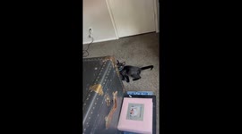 Hilarious footage of grumpy cat rejecting kitten with growls and hisses