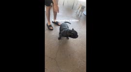 Dog owner's frantic search for a missing toy ends with a funny discovery