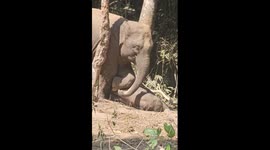 Baby elephant gets wake-up call from mom in Yunnan, China