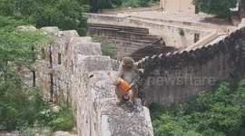 Monkey steals soda from tourist in India