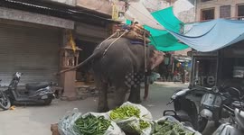 Elephant competing with rickshaws in streets of the Blue City (Jodhpur), India