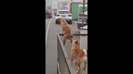 Chinese puppy’s escape thwarted by its own companion