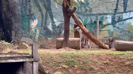 Bored White Bengal Tiger at Melaka Zoo, Malaysia paces up and down relentlessly
