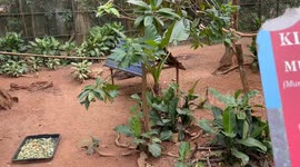 Small deer spends its days being chased by peacocks at Melaka Zoo in Malaysia