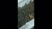 temp