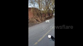 China: The Wall-Jumping Sheep