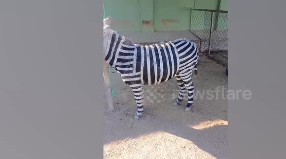 Chinese zoo paints black and white stripes on donkeys to resemble