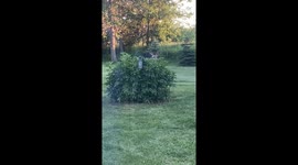 Deer appearing to be playing peek a boo from behind a bush approximately 20 feet from my door.