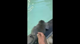 Monkeys are not happy being told to leave hotel swimming pool in Bali