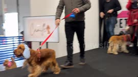 A dog wearing earmuffs during a fashion show presenting fashion accessories for pets during Quattrozampeinfiera, the promotional event for pet lovers in Rome.