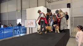 Dogs with their owners during a fashion show presenting fashion accessories for pets during Quattrozampeinfiera, the promotional event for pet lovers in Rome.