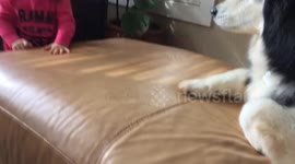 Sassy husky looks fed-up with 3-year-old girl's antics