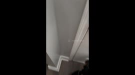 Guard Dog Fears Snow