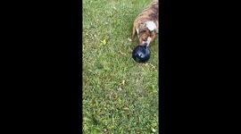 Olde English Bulldogge Roscoe from Minnesota playing with his bowling ball