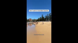Swimmers told to exit sea after swarm of jellyfish wash up on Australian beach