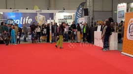 Some adopted dogs parade on the red carpet accompanied by their owners during Quattrozampeinfiera, the promotional event for pet lovers in Rome.
