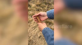 Man creates glove by squeezing cattail plant