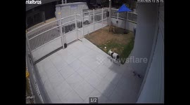 Wrangling Dogs Keeps Going Wrong