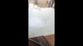 Kudu Bull Checks on the Neighbors