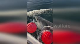 US: This Is the Biggest Male White Shark Ever Tagged in the Northwest Atlantic