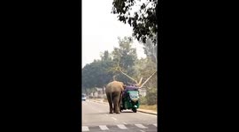 Wild Tusker Collides with Three-Wheel Carrier in Narengi Cantonment Area; Driver Escapes Unhurt*