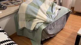 Nighttime antics: Labrador in China ditches blanket in sleep