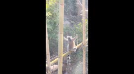 Sunny show of strength: Meerkat's sunflower pose captivates visitors in China