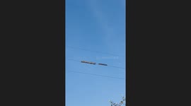 Indecisive bird 'switches teams' and joins those facing the other way on cable