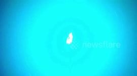 US: Sharks Steal Fish from Anglers in Florida, New Study Reveals