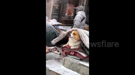 Loyal corgi is wrapped in blankets to brave -20C temperatures while accompanying street vendor owner