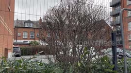 Marina residents anger after plant-lined walls replaced with 'prison style' fencing