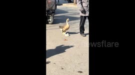 Elderly man takes pet goose wearing fluffy boots for walk in China