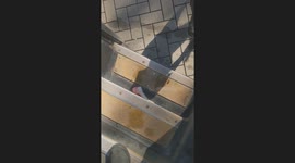 Mail Man tries to leave but Dog wants to play