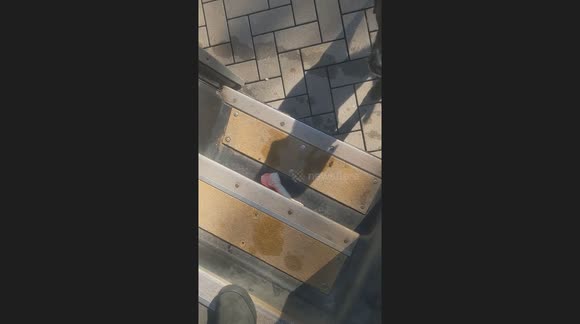 Mail Man tries to leave but Dog wants to play