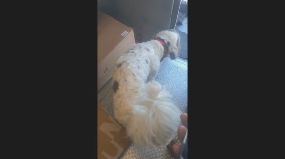 Dog invites himself on to Mail Truck